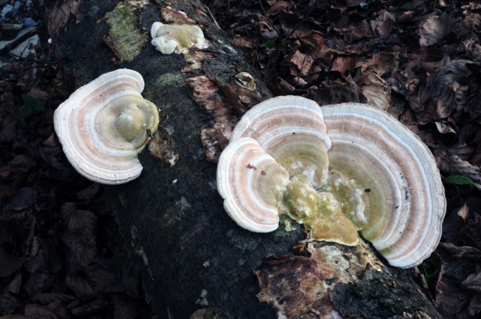 Trametes?